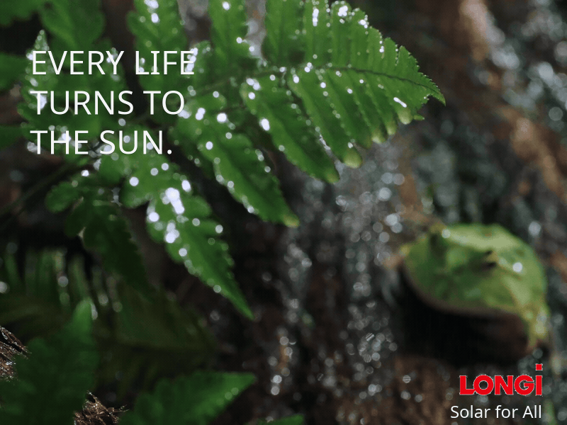 Rainforest life